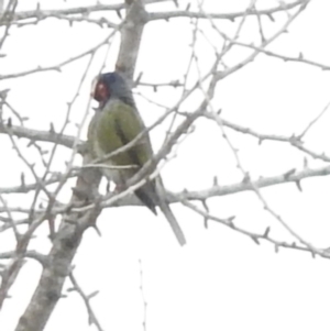 Sphecotheres vieilloti at Bega, NSW - 17 Aug 2019 08:30 AM