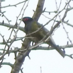 Sphecotheres vieilloti at Bega, NSW - 17 Aug 2019 08:30 AM