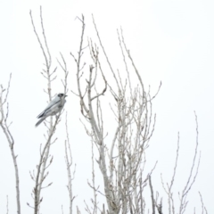 Coracina novaehollandiae (Black-faced Cuckooshrike) at Bega, NSW - 17 Aug 2019 by ArcherCallaway