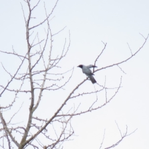 Coracina novaehollandiae at Bega, NSW - 17 Aug 2019