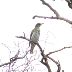 Oriolus sagittatus at Bega, NSW - 17 Aug 2019