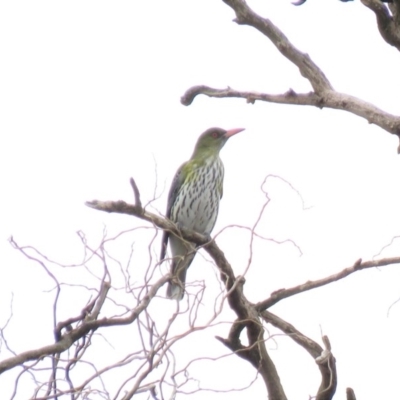 Oriolus sagittatus (Olive-backed Oriole) at Bega, NSW - 17 Aug 2019 by ArcherCallaway