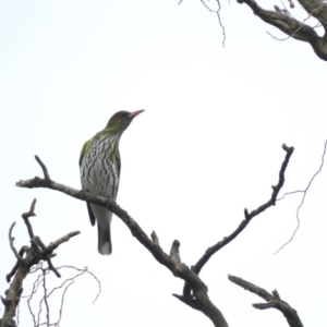 Oriolus sagittatus at Bega, NSW - 17 Aug 2019 08:30 AM