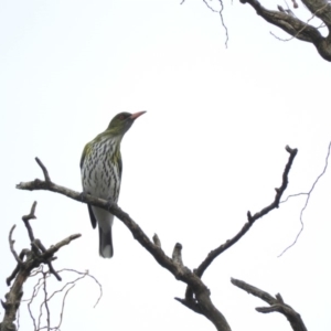 Oriolus sagittatus at Bega, NSW - 17 Aug 2019