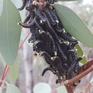 Perginae sp. (subfamily) at Garran, ACT - 19 Aug 2019