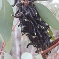 Perginae sp. (subfamily) (Unidentified pergine sawfly) at Garran, ACT - 19 Aug 2019 by Mike
