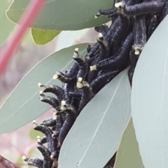 Perginae sp. (subfamily) at Garran, ACT - 19 Aug 2019