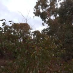 Perginae sp. (subfamily) at Garran, ACT - 19 Aug 2019