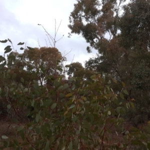 Perginae sp. (subfamily) at Garran, ACT - 19 Aug 2019