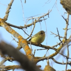 Acanthiza nana (Yellow Thornbill) at Bega, NSW - 17 Aug 2019 by ArcherCallaway