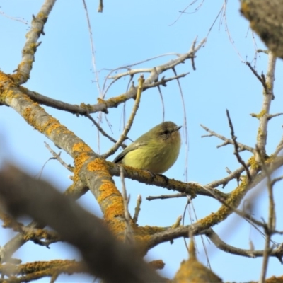 Acanthiza nana (Yellow Thornbill) at Bega, NSW - 17 Aug 2019 by ArcherCallaway
