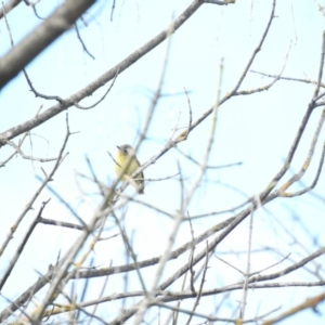 Acanthiza nana at Bega, NSW - 17 Aug 2019 08:30 AM