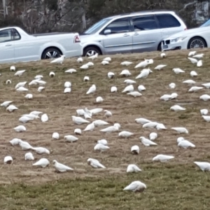 Cacatua sanguinea at Narrabundah, ACT - 19 Aug 2019