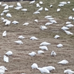 Cacatua sanguinea at Narrabundah, ACT - 19 Aug 2019