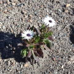 Dimorphotheca ecklonis (African Daisy) at Farrer Ridge - 31 Jul 2019 by Mike