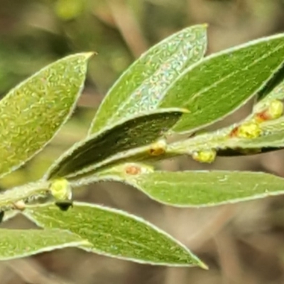 Acacia howittii (Sticky Wattle) at Isaacs, ACT - 19 Jul 2019 by Mike