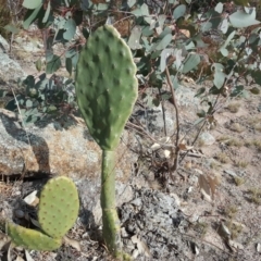 Opuntia ficus-indica (Indian Fig, Spineless Cactus) at O'Malley, ACT - 4 Aug 2019 by Mike