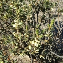 Melichrus urceolatus (Urn Heath) at Wanniassa Hill - 31 Jul 2019 by Mike