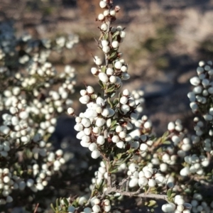 Cryptandra amara at Fadden, ACT - 31 Jul 2019