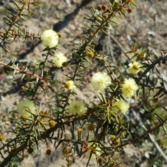 Acacia ulicifolia (Prickly Moses) at Tuggeranong DC, ACT - 31 Jul 2019 by Mike