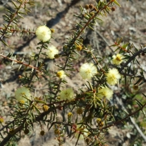 Acacia ulicifolia at Tuggeranong DC, ACT - 31 Jul 2019