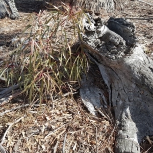 Brachychiton populneus subsp. populneus at O'Malley, ACT - 4 Aug 2019