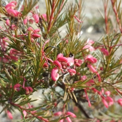 Grevillea sp. (Grevillea) at O'Malley, ACT - 4 Aug 2019 by Mike