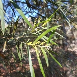 Acacia floribunda at Isaacs, ACT - 6 Aug 2019