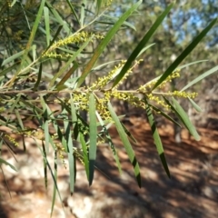 Acacia floribunda at Isaacs, ACT - 6 Aug 2019