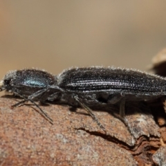 Crepidomenus fulgidus (Click beetle) at ANBG - 16 Aug 2019 by TimL