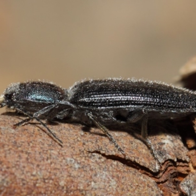 Crepidomenus fulgidus (Click beetle) at ANBG - 16 Aug 2019 by TimL