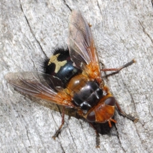 Microtropesa sp. (genus) at Hackett, ACT - 19 Aug 2019 12:57 PM