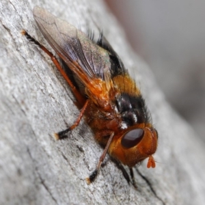 Microtropesa sp. (genus) at Hackett, ACT - 19 Aug 2019 12:57 PM