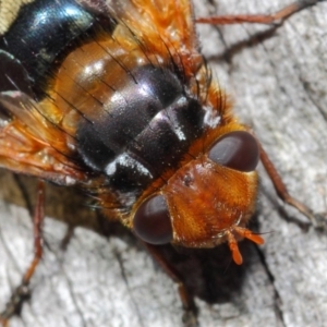 Microtropesa sp. (genus) at Hackett, ACT - 19 Aug 2019 12:57 PM