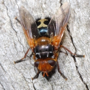 Microtropesa sp. (genus) at Hackett, ACT - 19 Aug 2019 12:57 PM