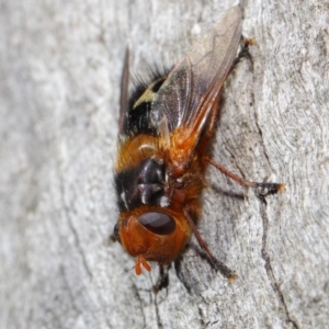 Microtropesa sp. (genus) at Hackett, ACT - 19 Aug 2019 12:57 PM