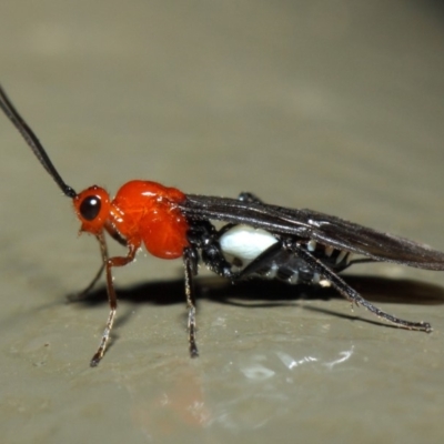 Braconidae (family) (Unidentified braconid wasp) at Acton, ACT - 19 Aug 2019 by TimL