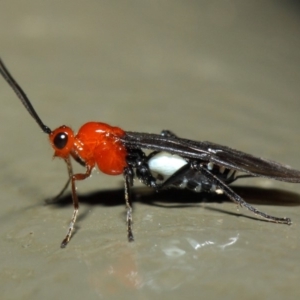 Braconidae (family) at Acton, ACT - 19 Aug 2019