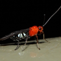 Braconidae (family) at Acton, ACT - 19 Aug 2019