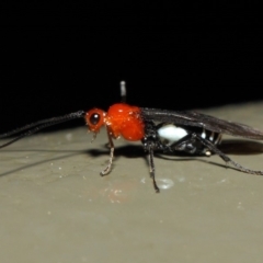 Braconidae (family) at Acton, ACT - 19 Aug 2019