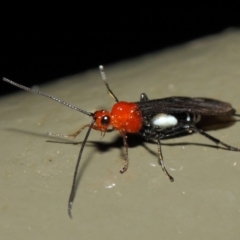 Braconidae (family) at Acton, ACT - 19 Aug 2019