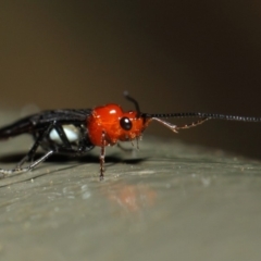 Braconidae (family) at Acton, ACT - 19 Aug 2019