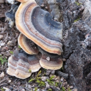 Trametes versicolor at Fadden, ACT - 18 Aug 2019