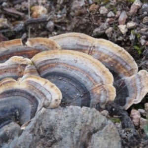 Trametes versicolor at Fadden, ACT - 18 Aug 2019