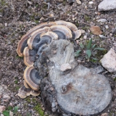 Trametes versicolor at Fadden, ACT - 18 Aug 2019