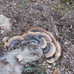 Trametes versicolor at Fadden, ACT - 18 Aug 2019