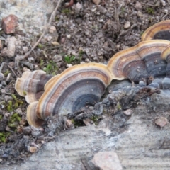 Trametes versicolor at Fadden, ACT - 18 Aug 2019 05:17 PM