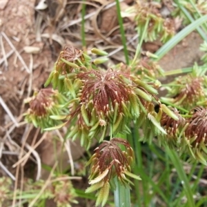 Cyperus eragrostis at Hackett, ACT - 5 Mar 2019 01:52 PM