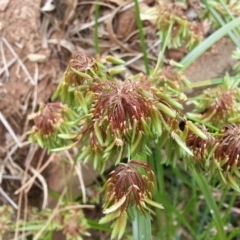 Cyperus eragrostis (Umbrella Sedge) at Hackett, ACT - 5 Mar 2019 by waltraud