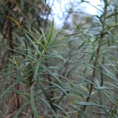 Cassinia longifolia (Shiny Cassinia, Cauliflower Bush) at Wanniassa Hill - 17 Aug 2019 by MisaCallaway